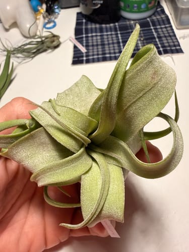 Customer photo review of Streptophylla