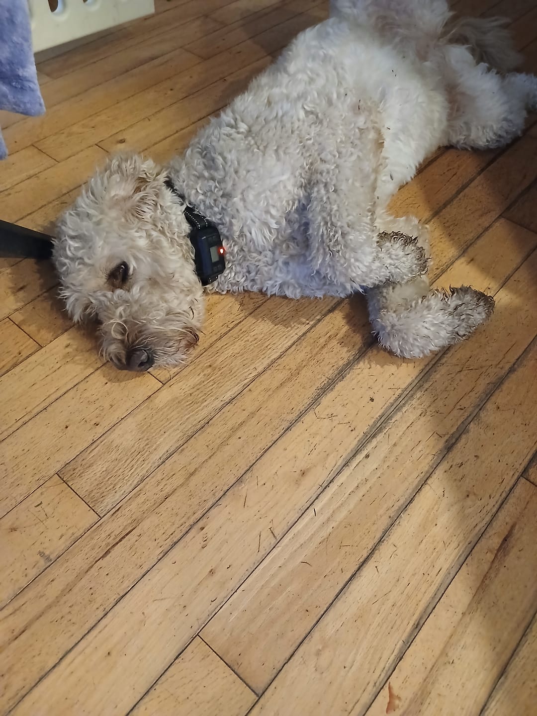 Customer photo review of GPS Dog Fence F810 plus | for Small, Medium and Large dogs