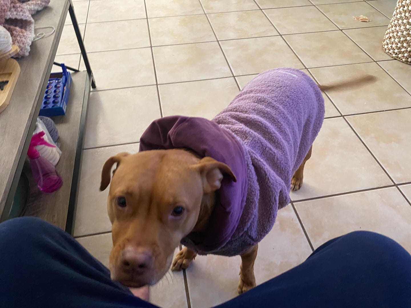 Customer photo review of Teddy Sherpa Dog Jacket - Taupe