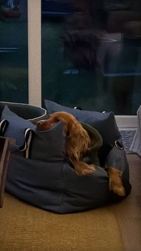 Customer photo review of The Dog Dock