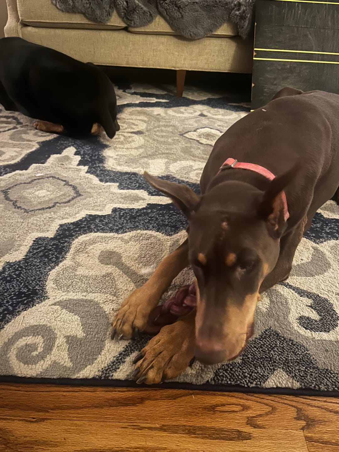 Customer photo review of 6 Inch Standard Braided Bully Stick