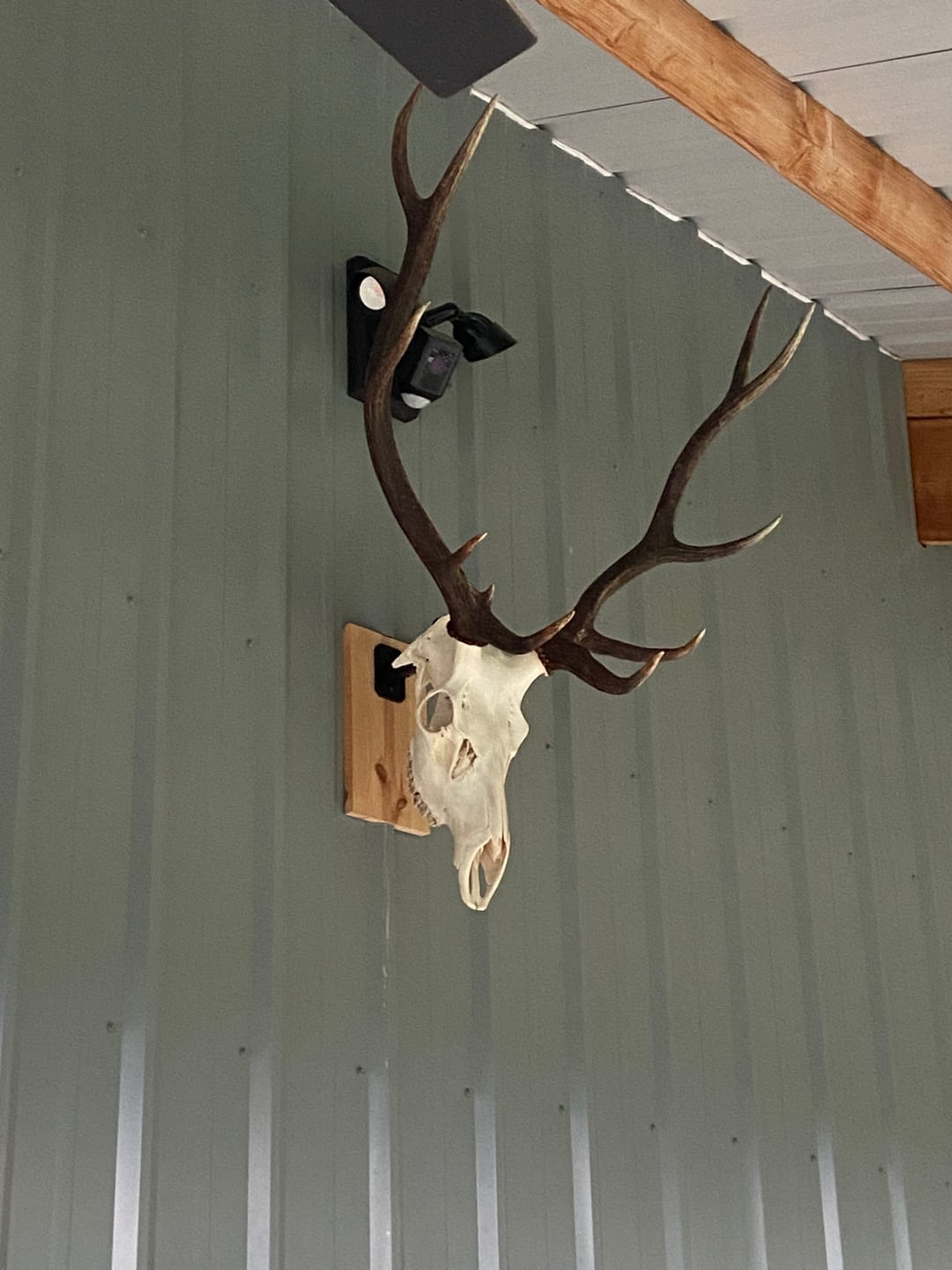 Customer photo review of SkulLok | Large Game