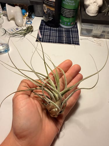 Customer photo review of Ehlersiana