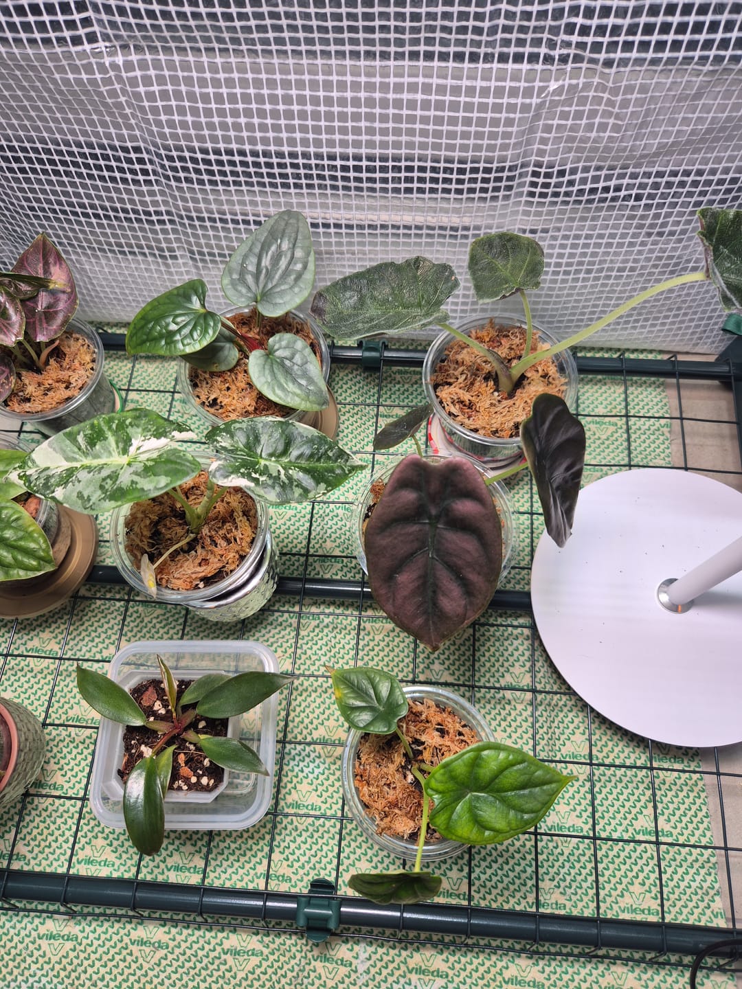 Customer photo review of ALOCASIA DRAGON SCALE
