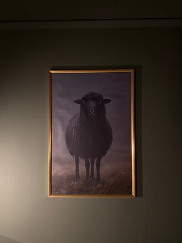 Customer photo review of Black Sheep Print