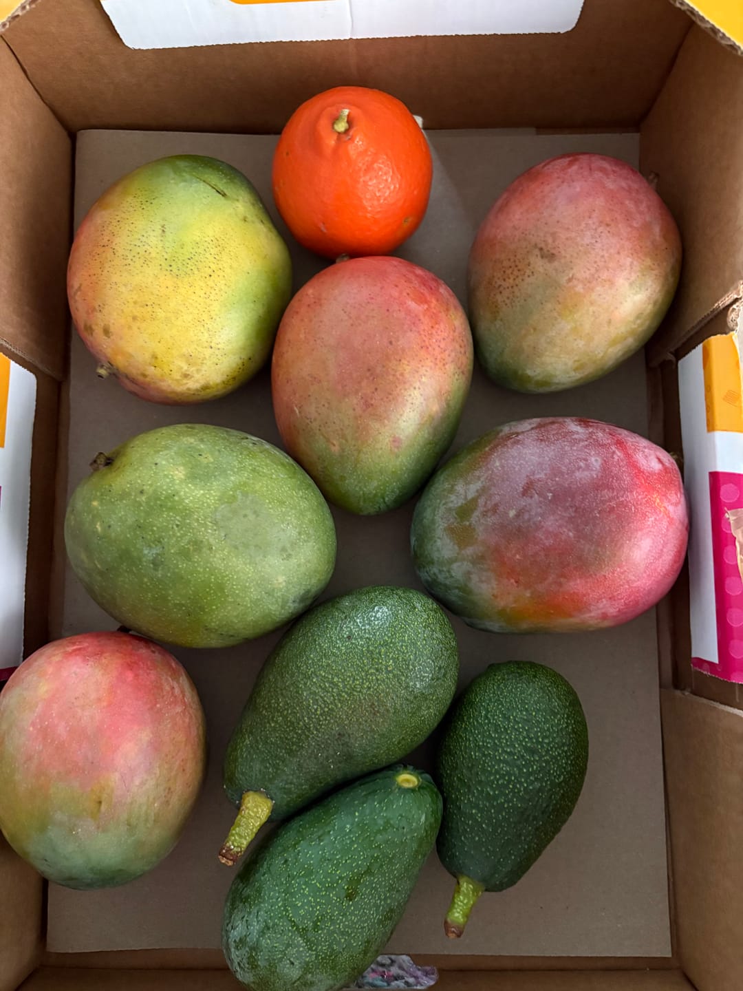 Customer photo review of Avocado Fuerte Bio von Julian Aktionspreis %