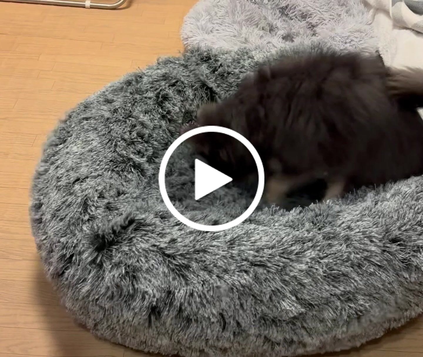 Customer video review of マイラ 日本製クッションベッド