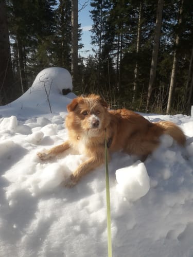 Kundenfoto für Relax Time: Ein flauschiger Hund liegt entspannt im Schnee in einem Waldstück.