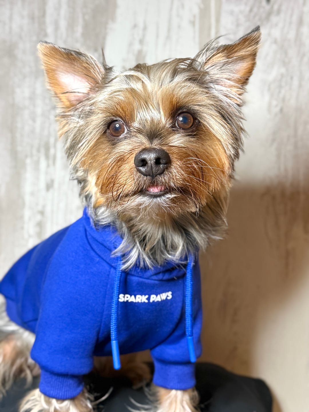 Customer photo review of Essential Dog Hoodie - Midnight Blue