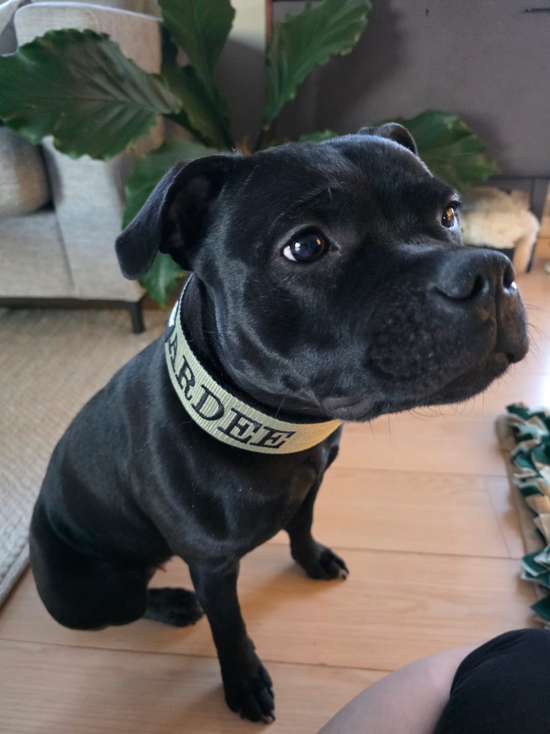 Customer photo review of Helstryp halsband med namn