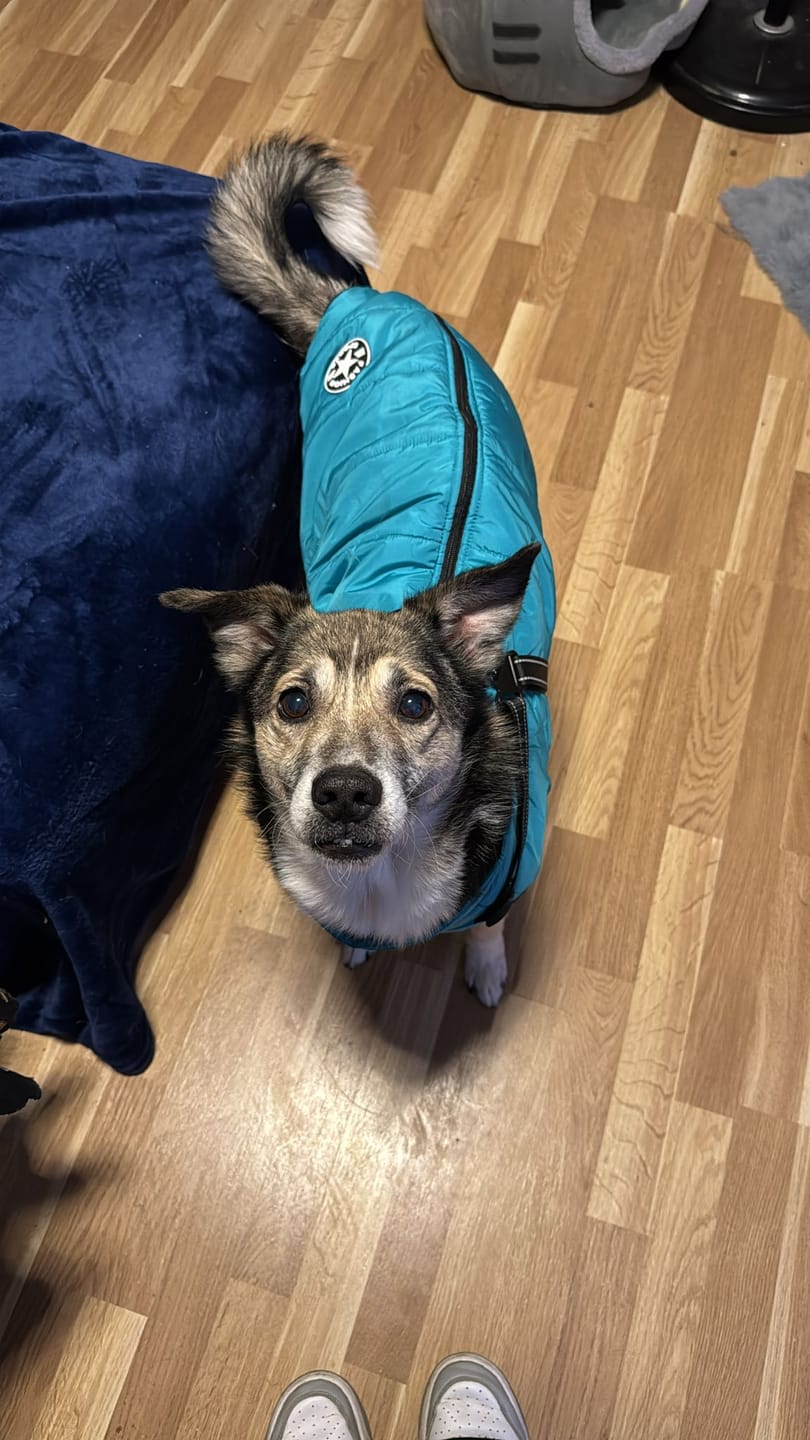 Customer photo review of Emmalove - Wasserdichter Hundemantel Extreme