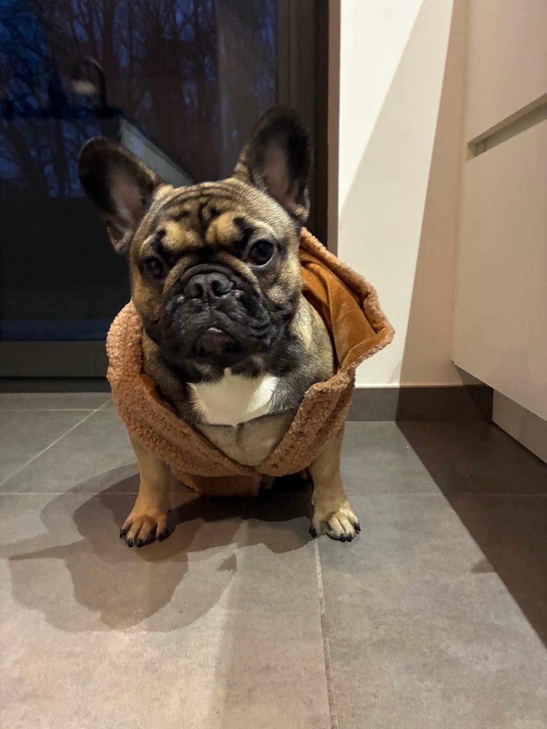 Customer photo review of Teddy Sherpa Fleece Dog Jacket - Brown