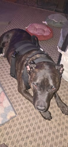 Customer photo review of No Pull Bully Proof Harness