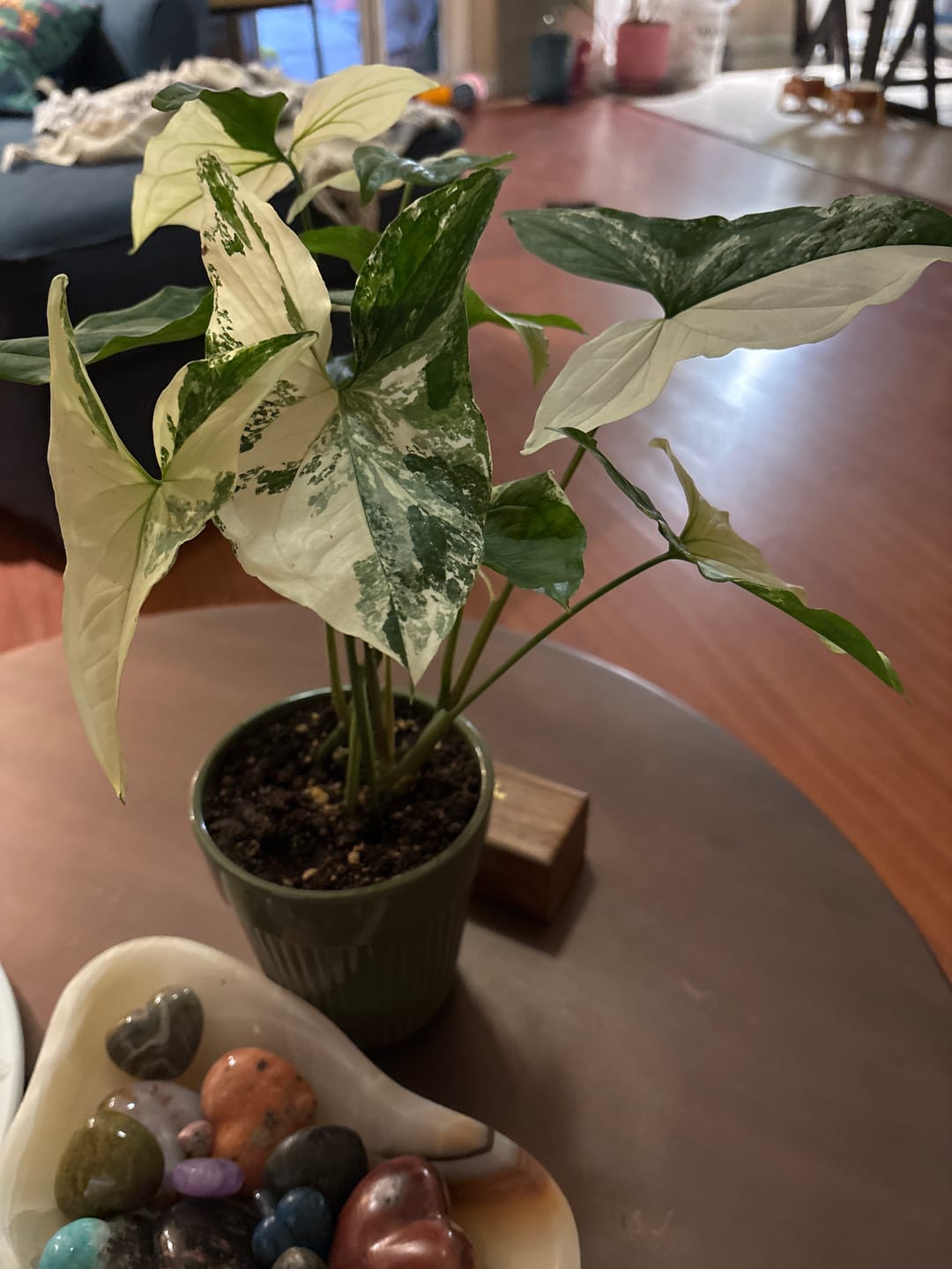Customer photo review of Syngonium podophyllum albo variegata
