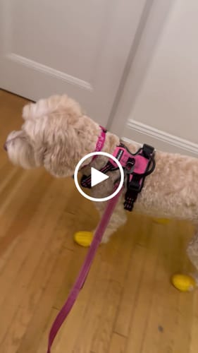 Customer video review of WagWellies® Mojave