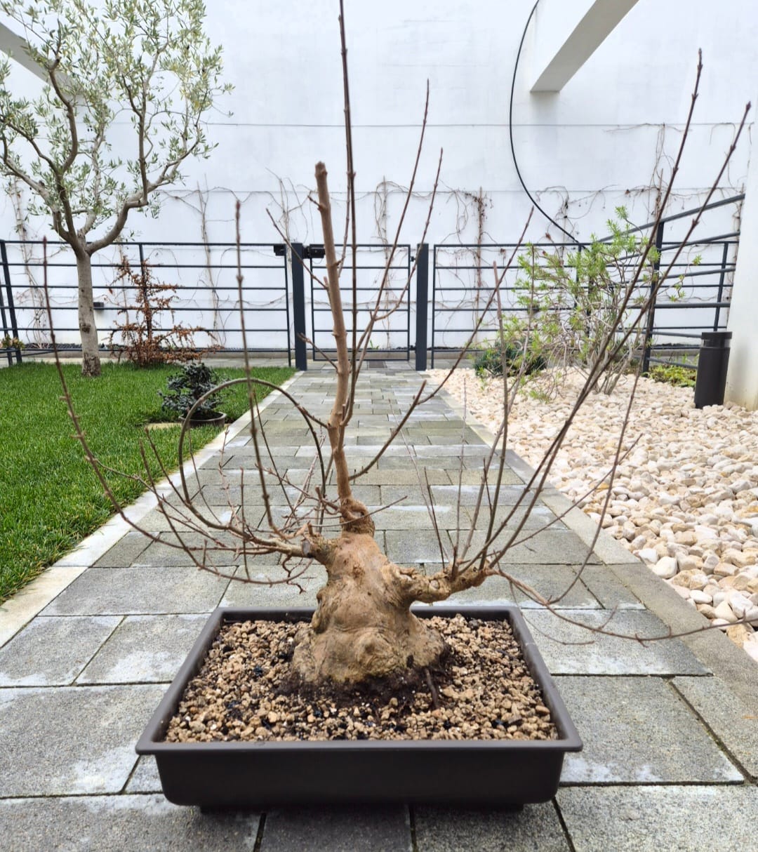 Customer photo review of VASI BONSAI PLASTICA RIGIDA PROFESSIONALI