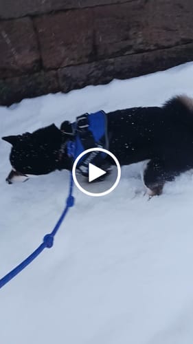 Customer video review of FunFunPet 高機能ハーネス（お名前タグ作成サービス付き）