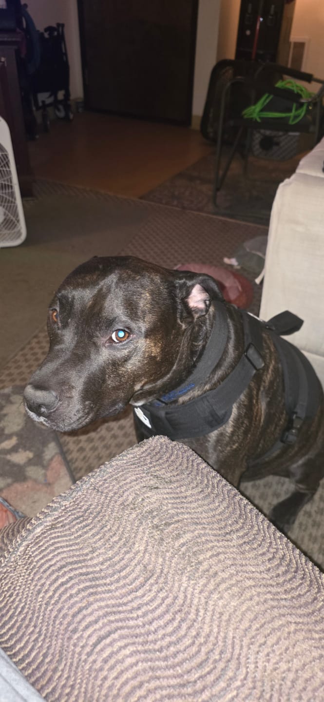 Customer photo review of Black Bully Proof Collar