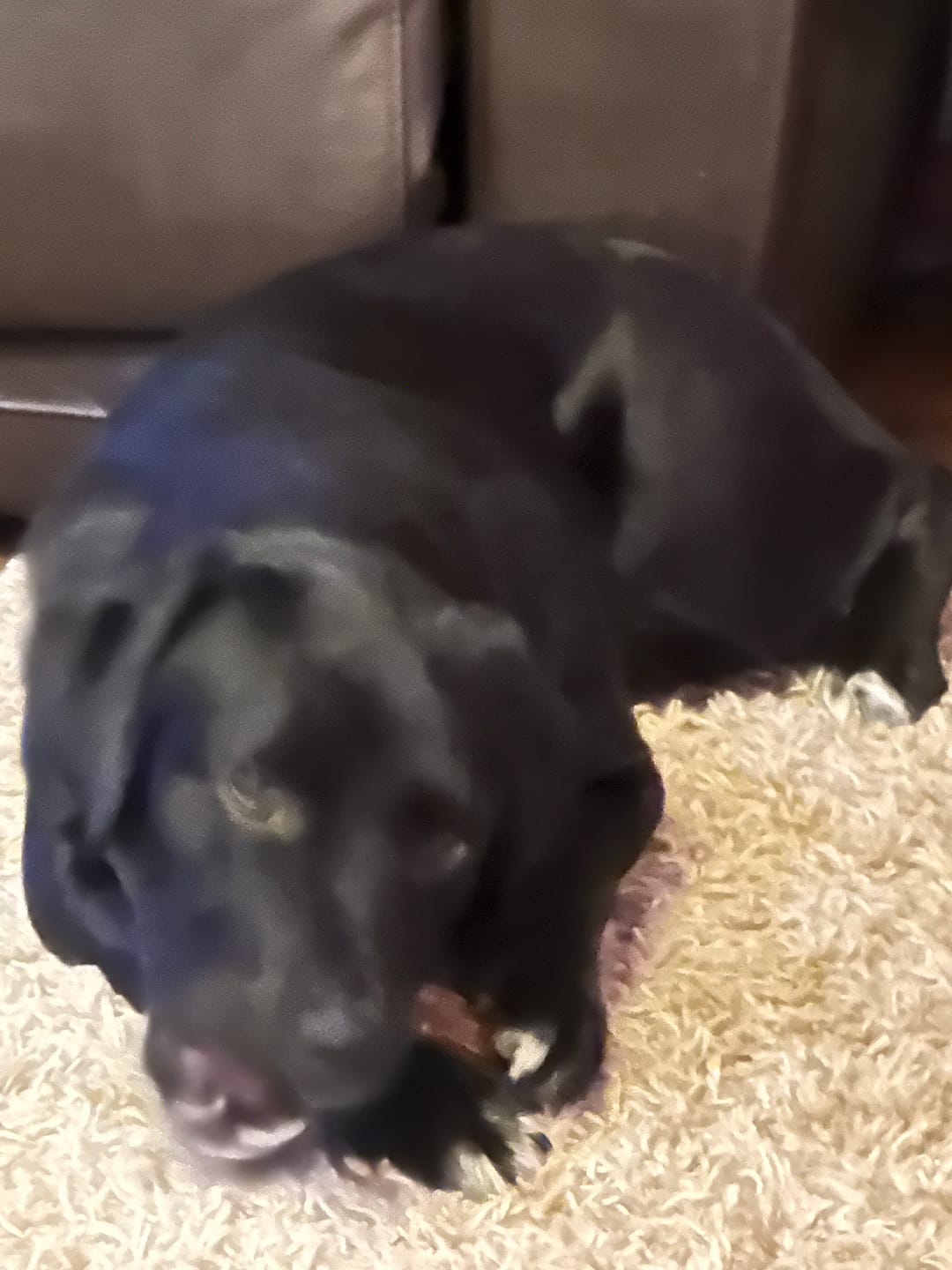 Customer photo review of Dog ID Attachment Tag (6 Colour Choices)
