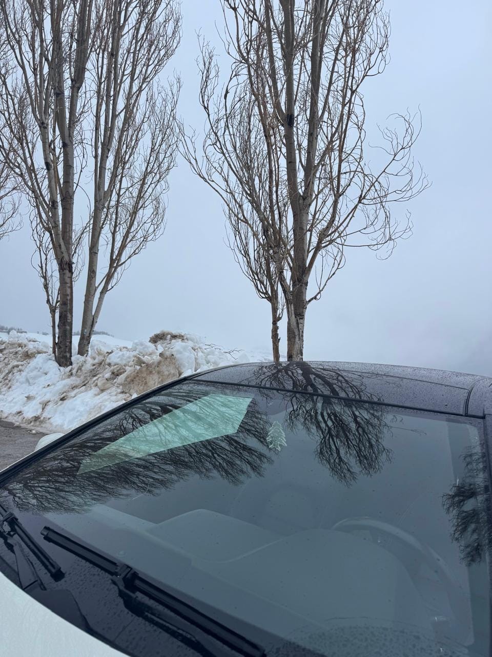 Customer photo review of Lebanese Cedar Air Freshener