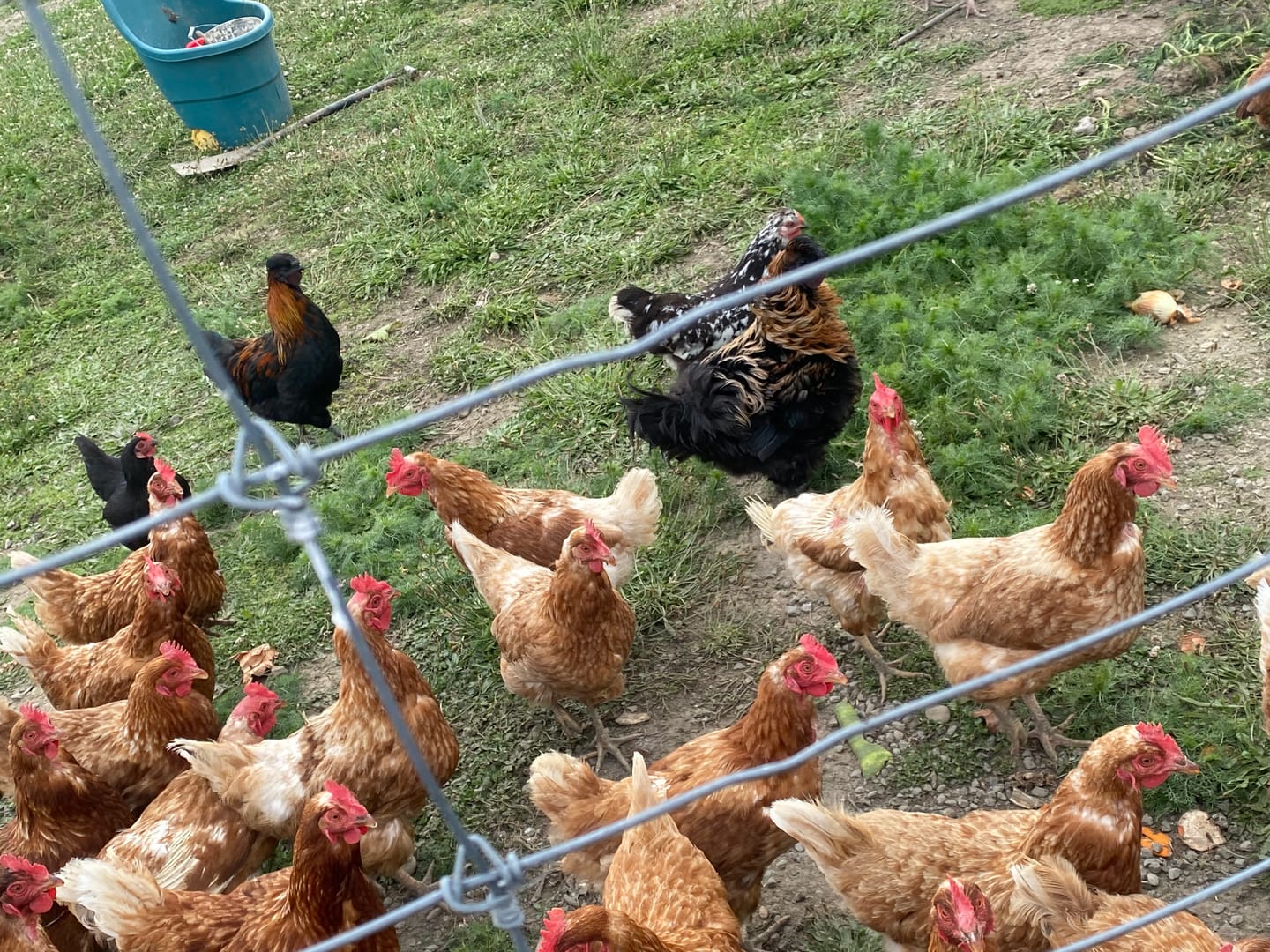 Customer photo review of Exzolt – 50ml – Poultry Mite Control