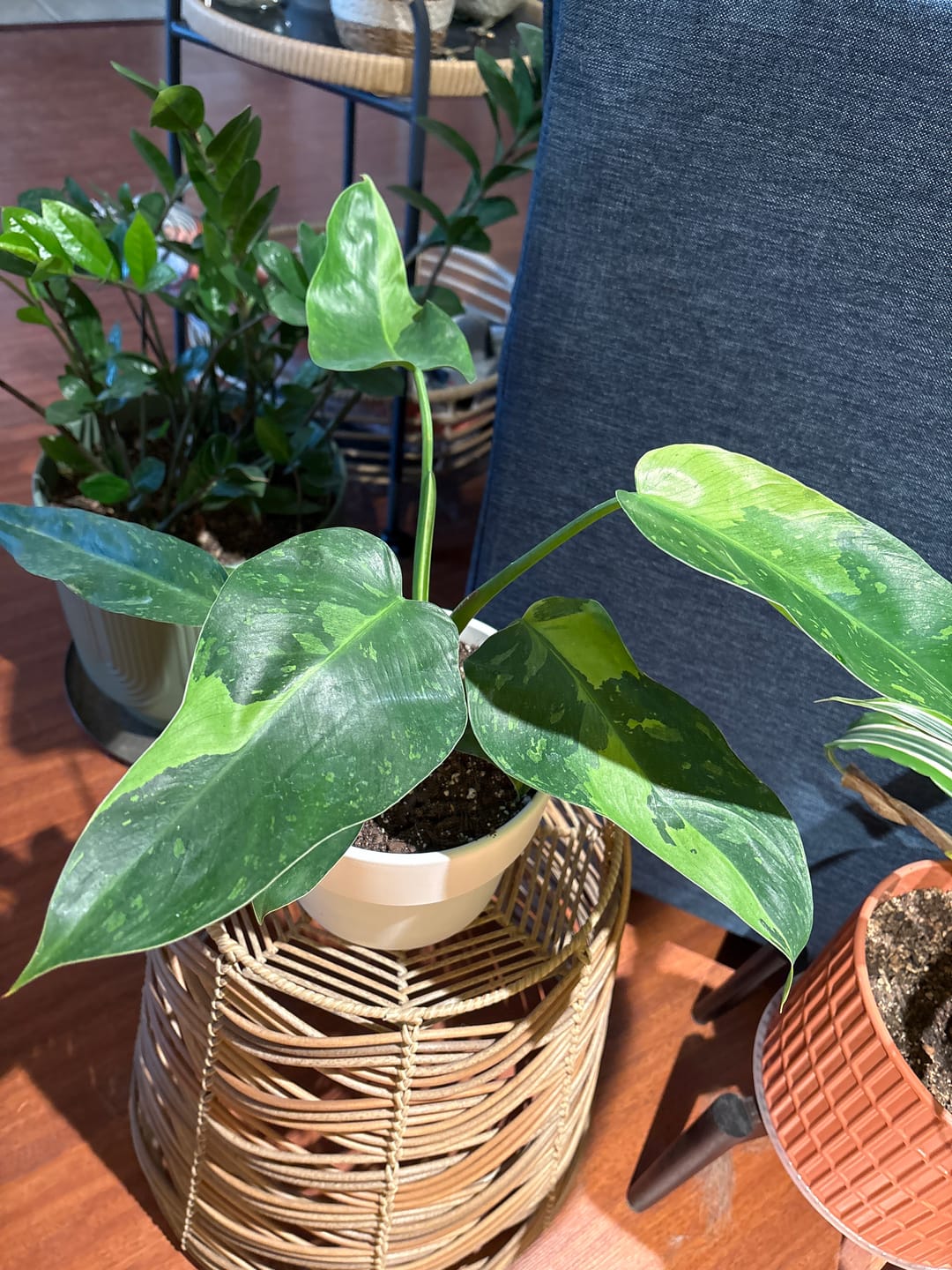 Customer photo review of Philodendron 'Jose Buono'