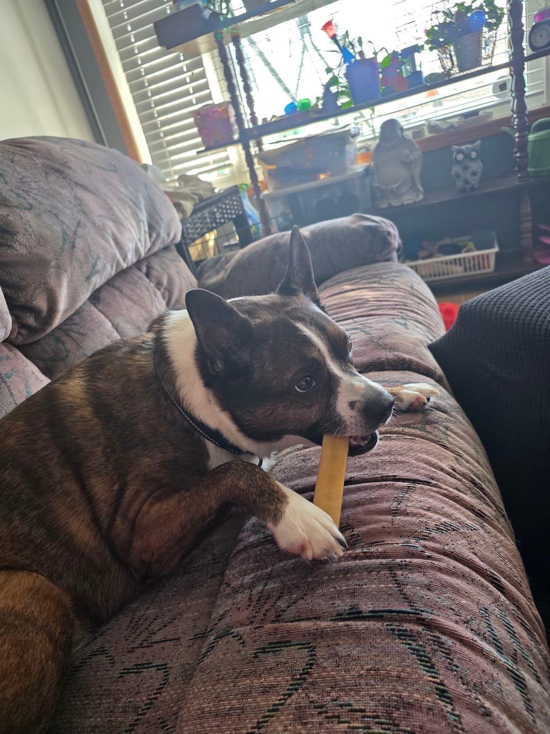 Customer photo review of Himalayan Yak Chew (MEDIUM)