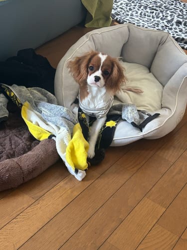 Customer photo review of FunFunPet 高機能ハーネス（お名前タグ作成サービス付き）