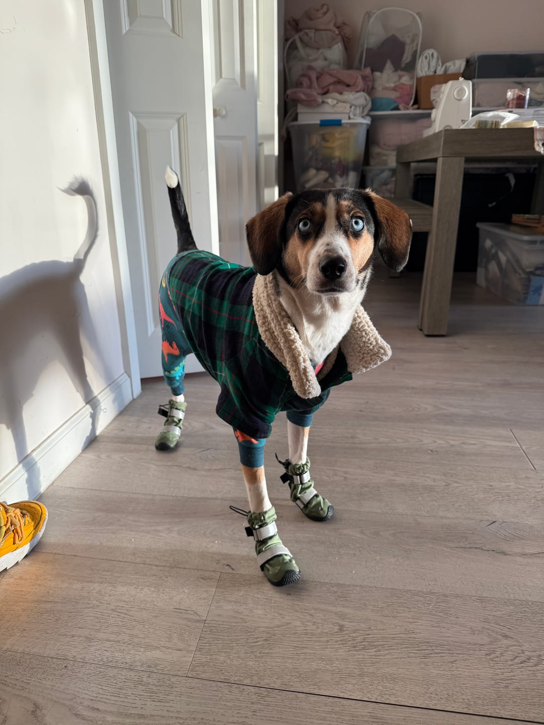 Customer photo review of Flex Shell Waterproof Dog Boots - Green