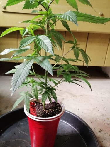 Customer photo review of Hanfstecklinge | Coconut Cloud