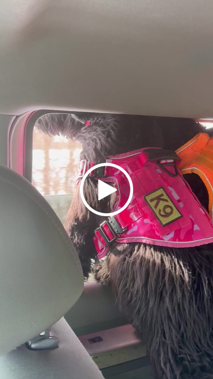 Customer video review of NEW 2-in-1 Furniture Protector & Dog Bed Couch Cover with Thick Orthopedic Padding, Non-Slip Grip, Scratch-Resistant Surface & Machine-Washable Fabric