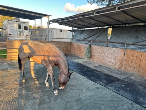 Customer photo review of Hay Chix® Half Bale Net