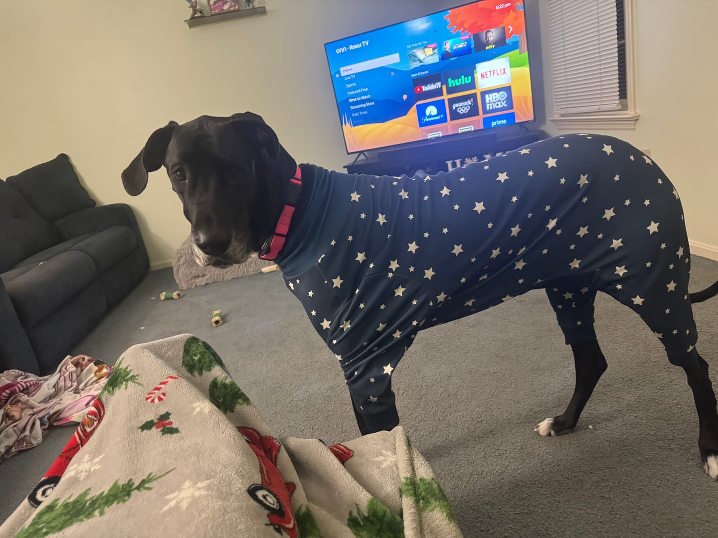 Customer photo review of Dog Pajama - Stars