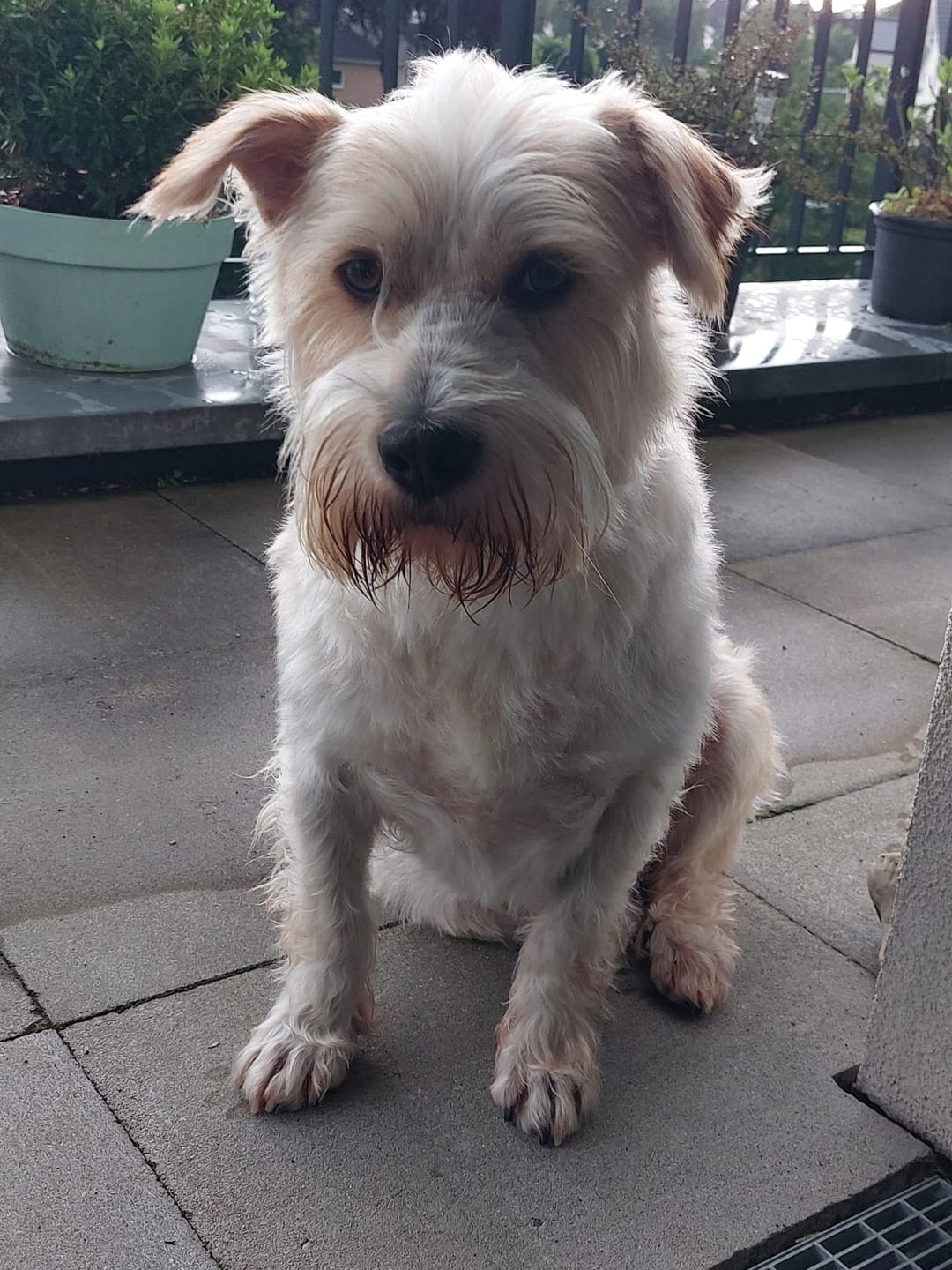 Customer photo review of DNA Test Rassebestimmung Pro Hund