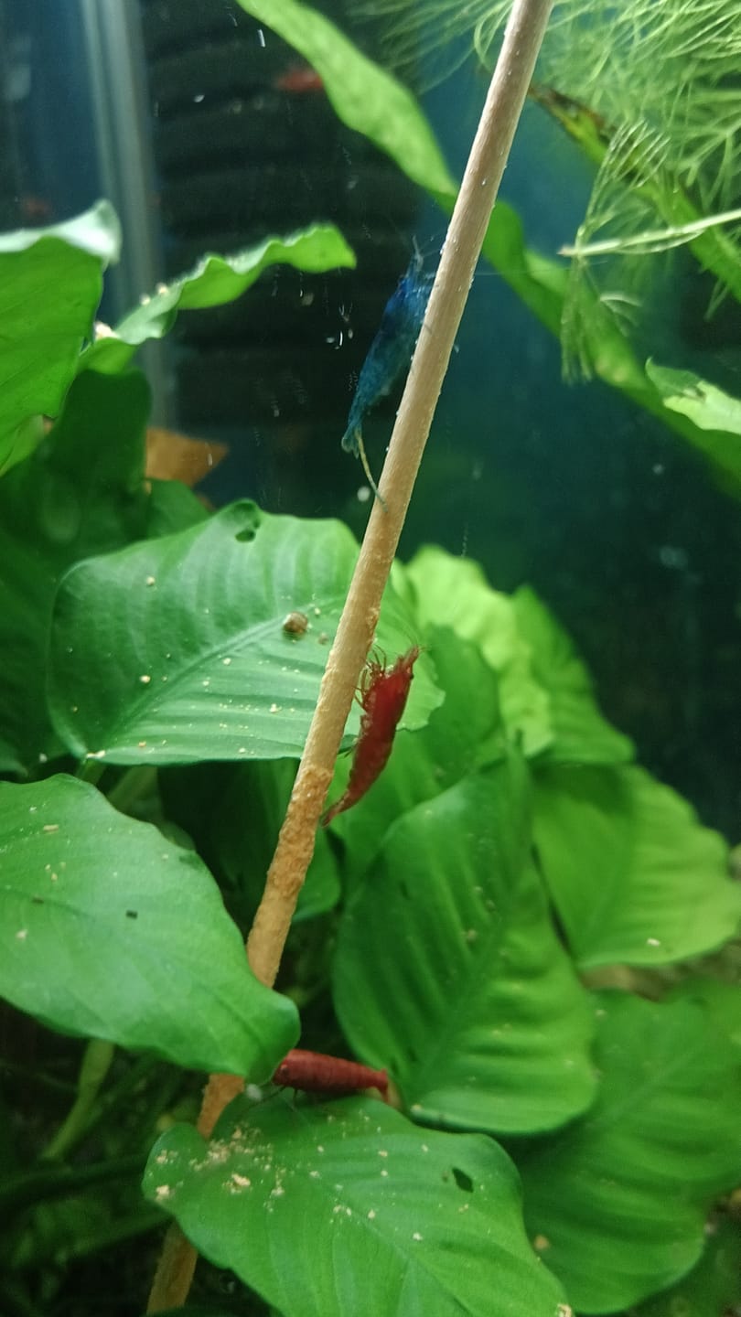 Customer photo review of Shrimp Lollies