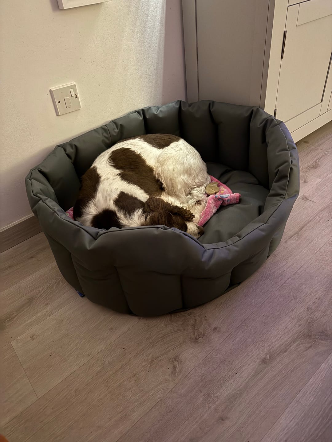 Customer photo review of Country Dog Heavy Duty Oval Waterproof Bed