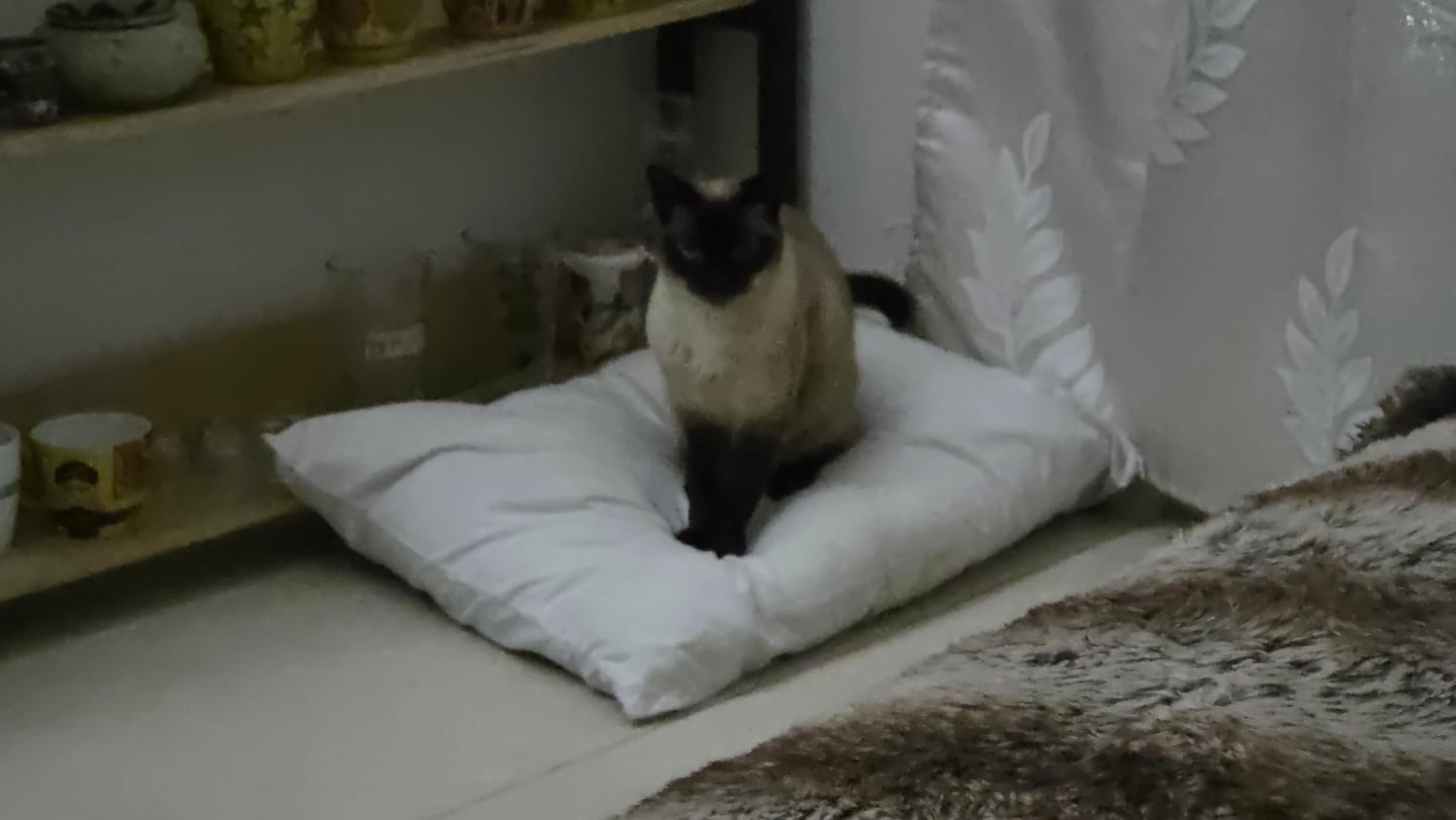 Customer photo review of Playera Personalizada Mascota