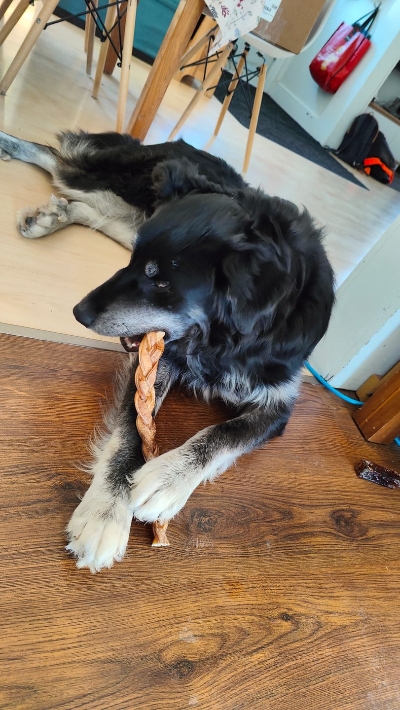 Customer photo review of 10-12 Inch Braided Collagen Stick
