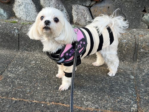 Customer photo review of FunFunPet 高機能ハーネス（お名前タグ作成サービス付き）