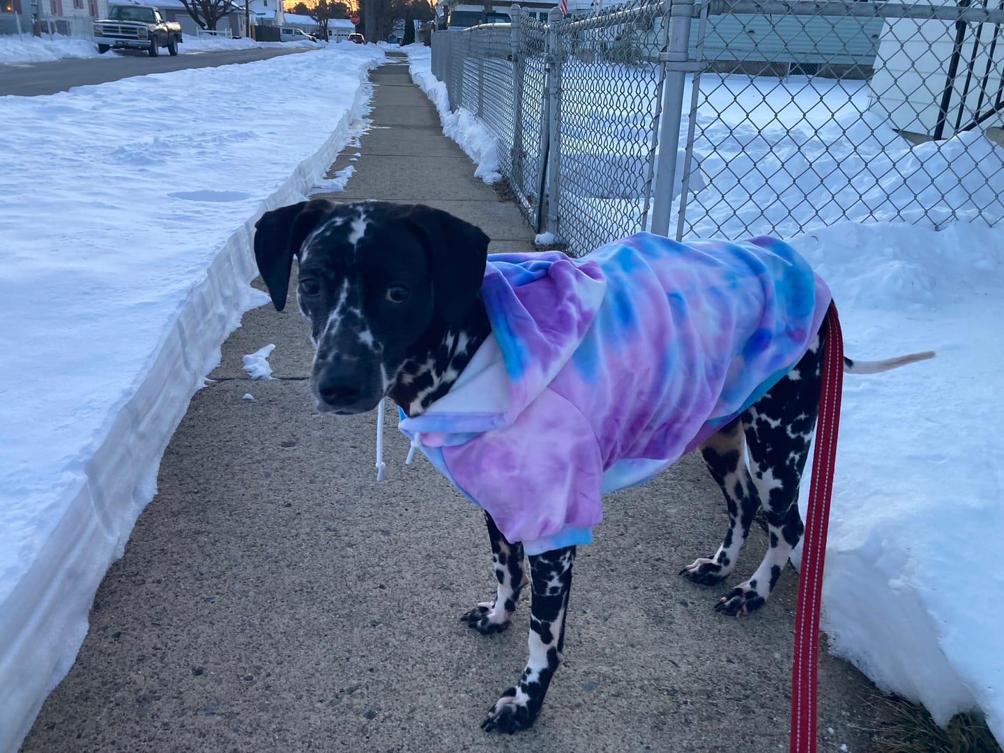 Customer photo review of Velvet Dog Hoodie - 90s Retro