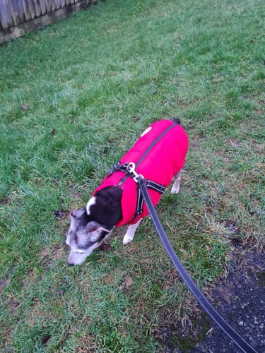 Customer photo review of Wintro - Quilted Waterproof Dog Coat with Harness Built In