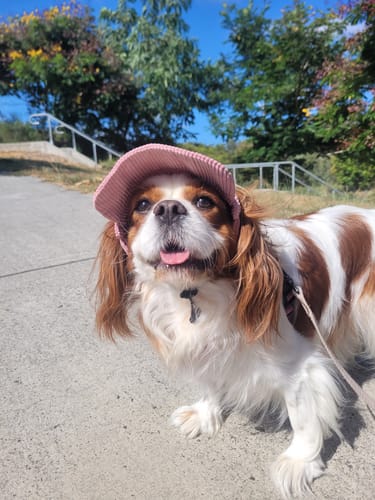 Customer photo review of DOG HATS