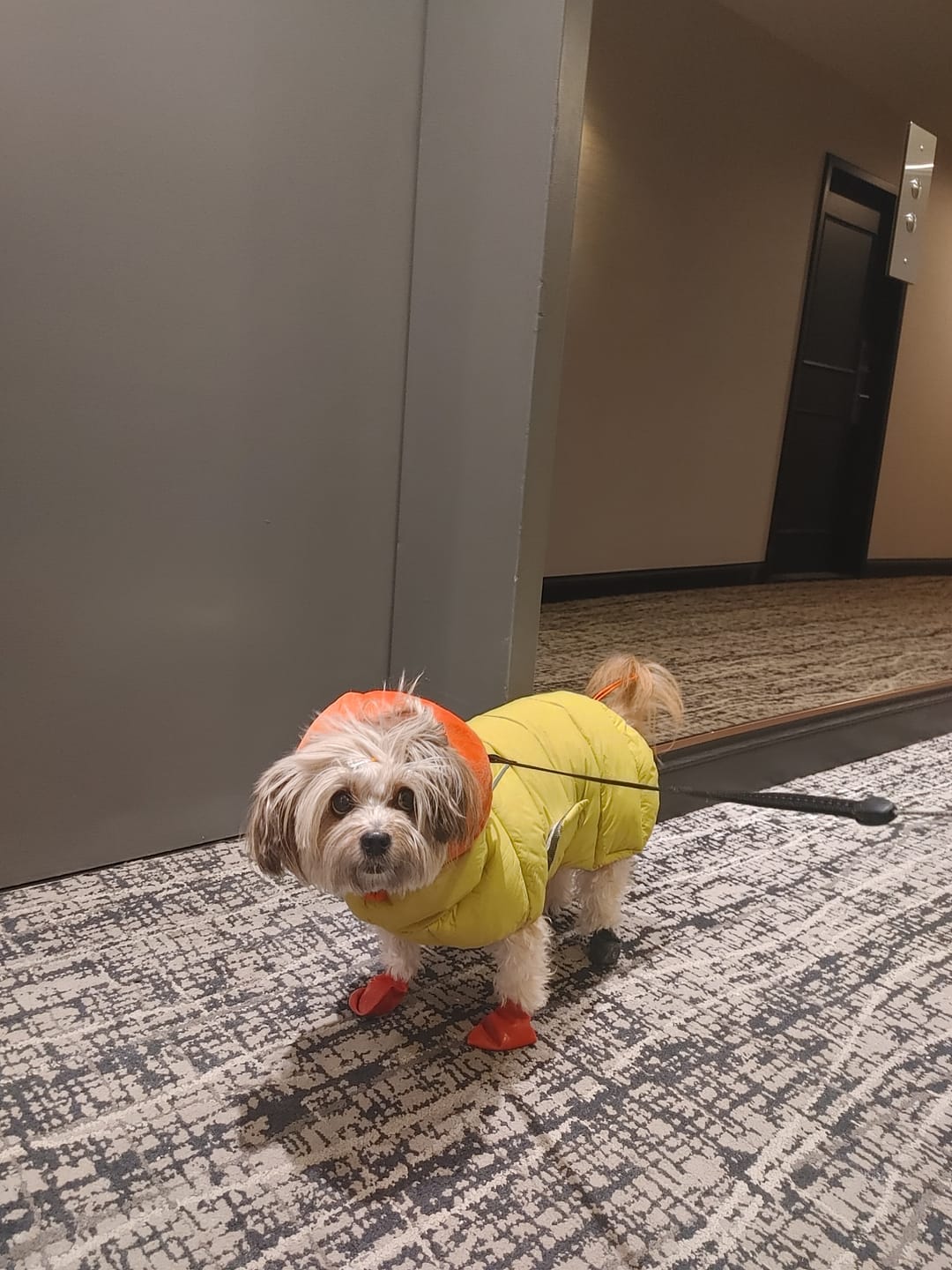 Customer photo review of Latta Airtech Puffer Jacket (3 colors) Preorder
