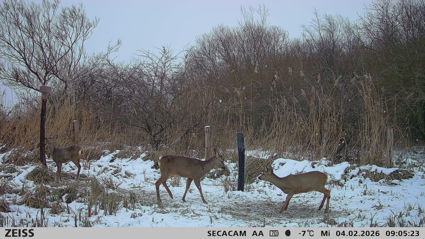 Customer photo review of Salzspray Anis - Lockmittel Rehwild, Schwarzwild, Rotwild und Damwild