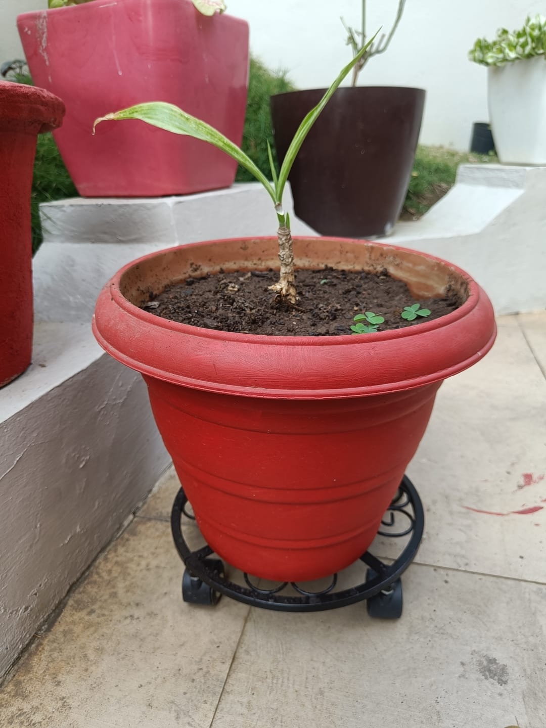 Customer photo review of TryGreen Luna Wheel Rolling Plant Stand for Planters