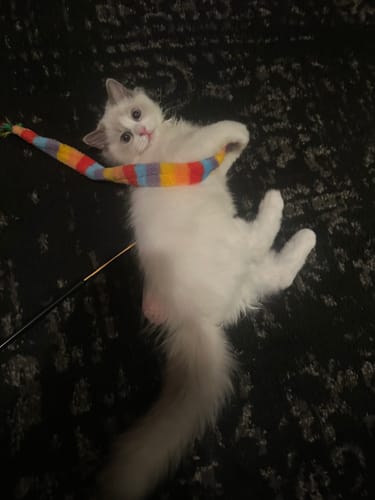 Customer photo review of Cat Cold, Sneezing & Respiratory Support Remedy