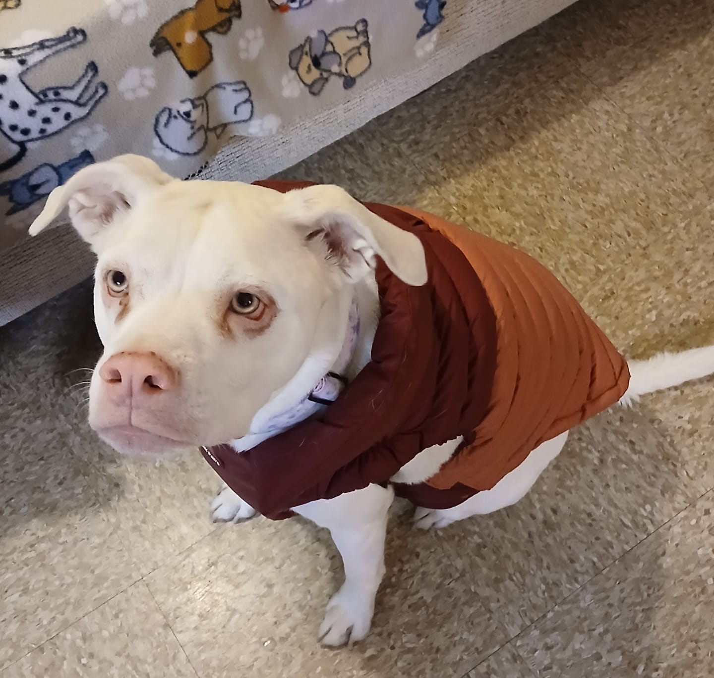Customer photo review of PuffShield Winter Jacket - Red