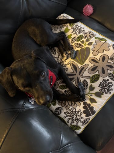 Customer's black dog lies on a couch, holding a Blueberry Yak Chew between its paws.