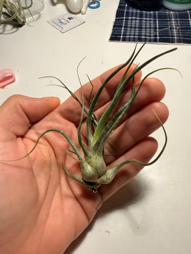 Customer photo review of Charles Wiley (seleriana x bulbosa) Small