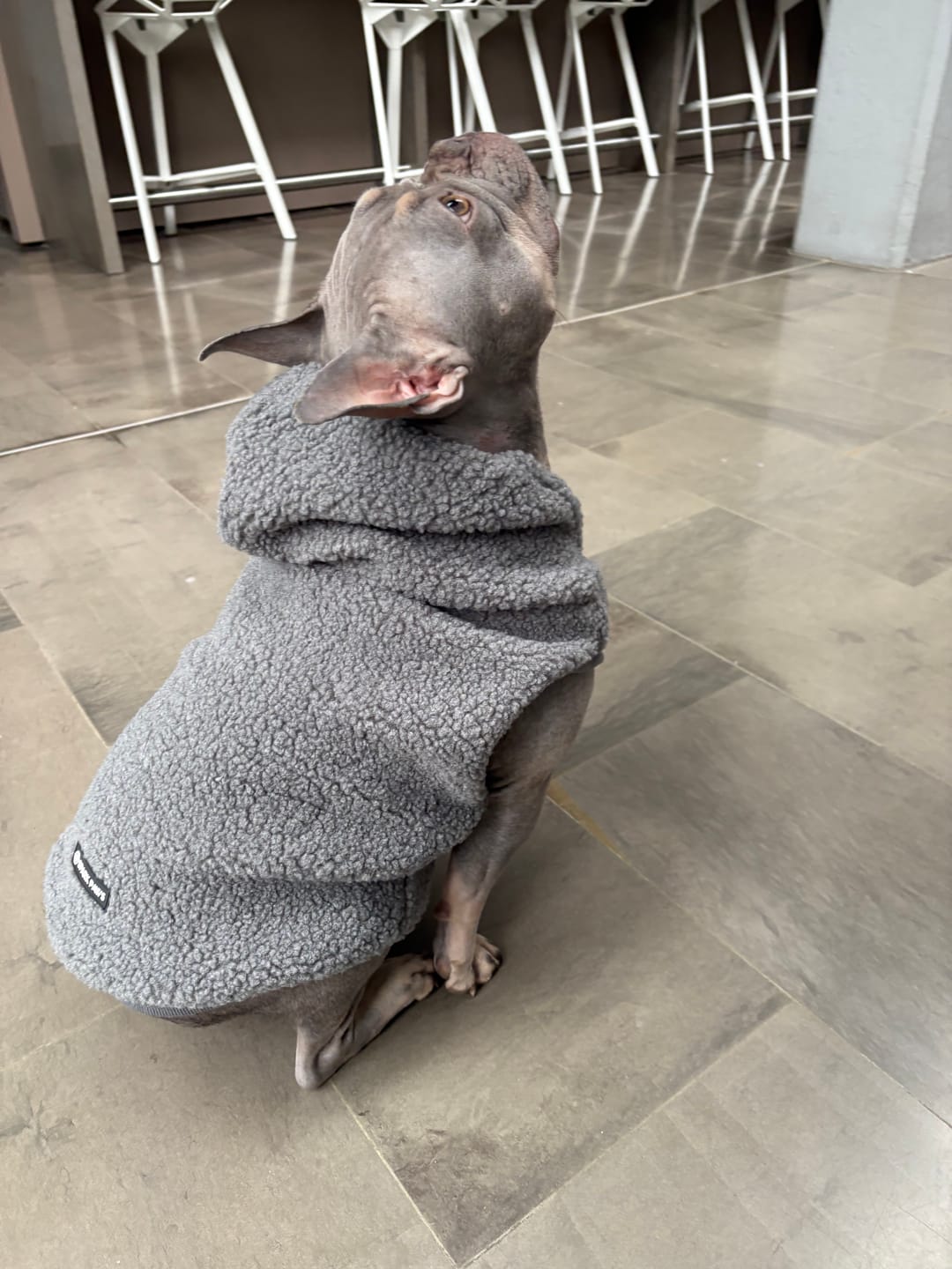 Customer photo review of Vintage Flower Dog Hoodie - Light Grey